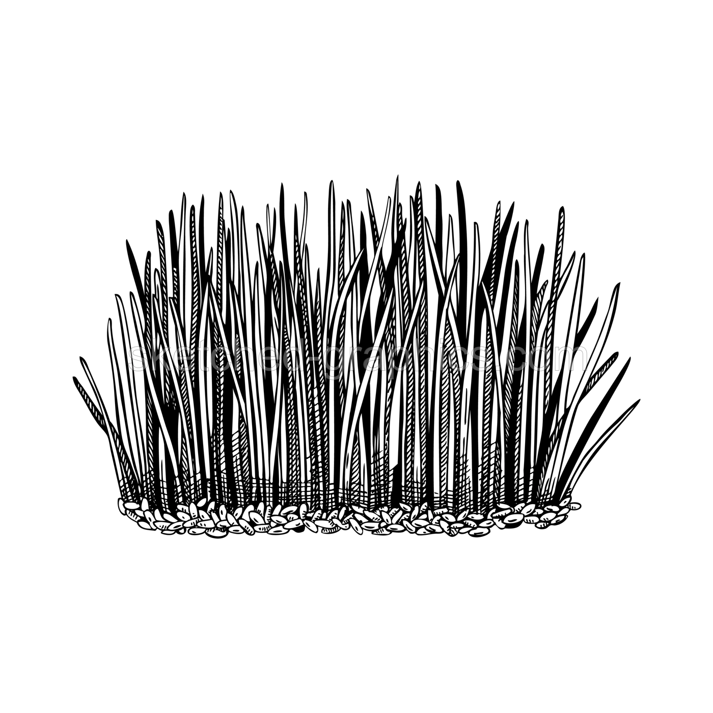 Spring meadow and grass drawing in engraved style. Field plants sketch. Decorative wild leaves vector illustration isolated on white background Illustration